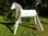 130cm Holzpferd weiß mit extra langer Mähne/Schweif und Maul für Trense