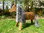 70cm Holzpferd braun mit Gesicht ,Maul , Blesse und Strähnchen